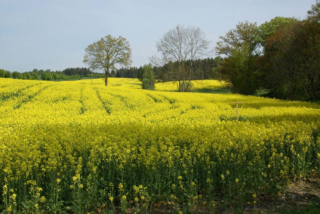Ein blühendes Rapsfeld in bewaldeter Landschaft