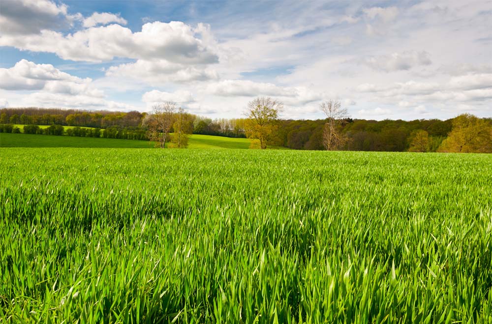 Blick auf eine grüne Wiese mit Bäumen im Hintergrund
