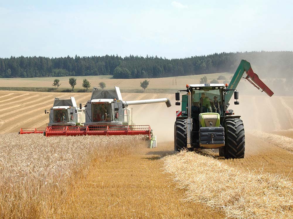 Mähdrescher ernten ein goldgelbes Kornfeld Im Vordergrund ist ein Traktor mit einem Überladewagen zu sehen