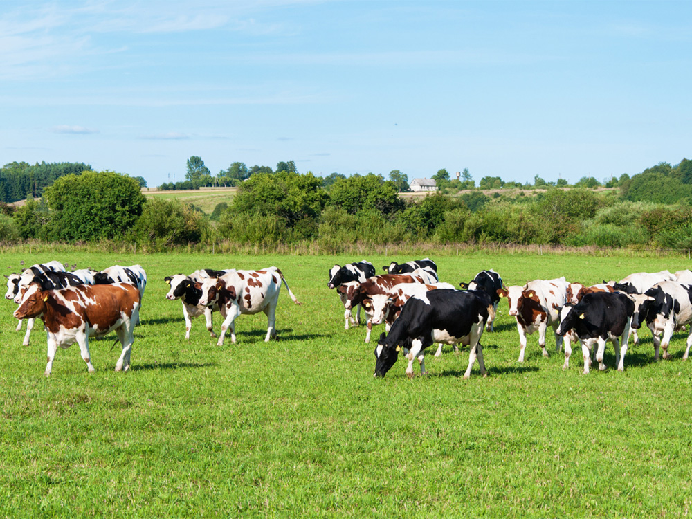 Kühe grasen auf einer grünen Wiese bei schönem Wetter
