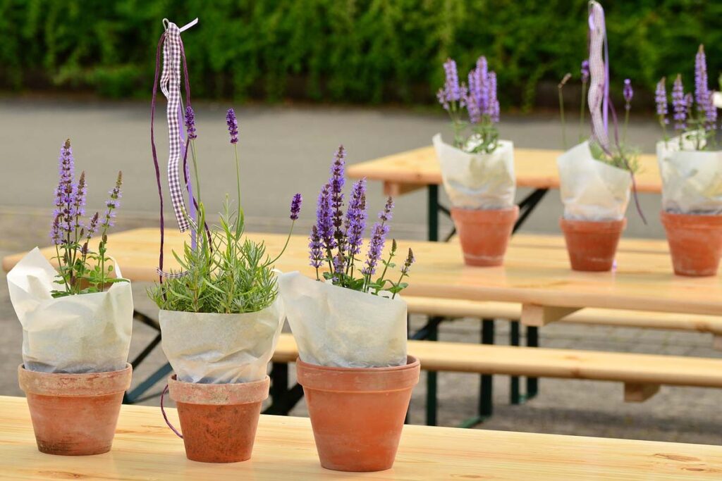Es sind mehrere Bierzeltgarnituren auf einem Platz zu sehen. Auf den Tischen stehen kleine violettfarbige Topfpflanzen