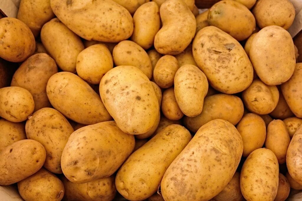 Eine Nahaufnahme von geernteten Kartoffeln